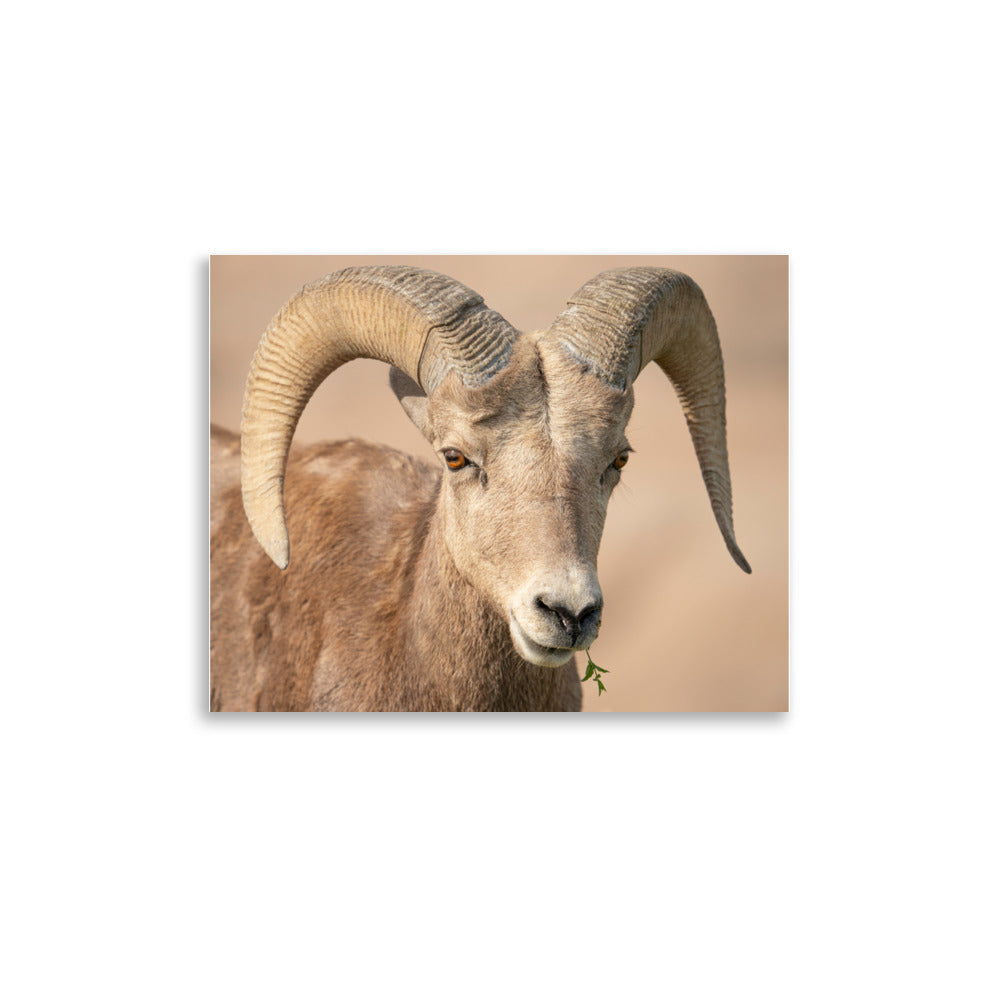 Long Horn Sheep