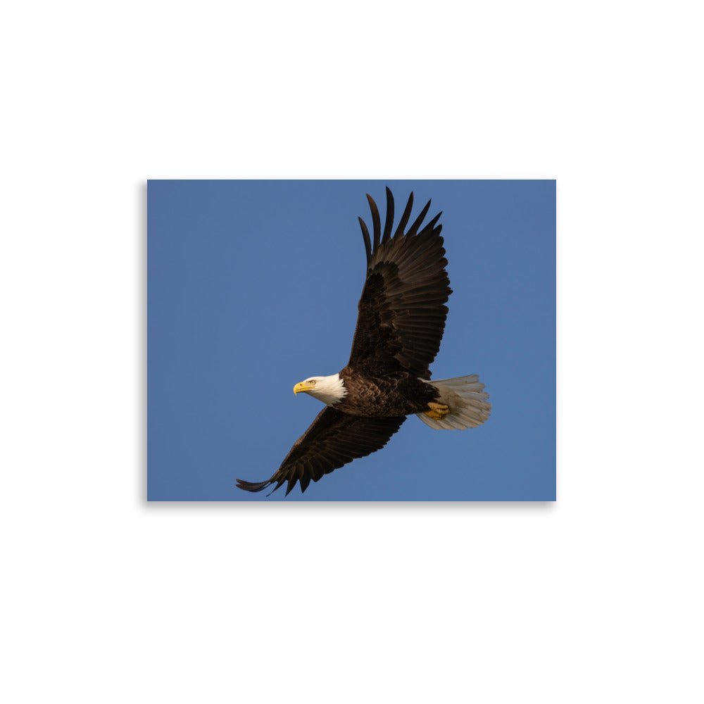 Eagle in Flight Print