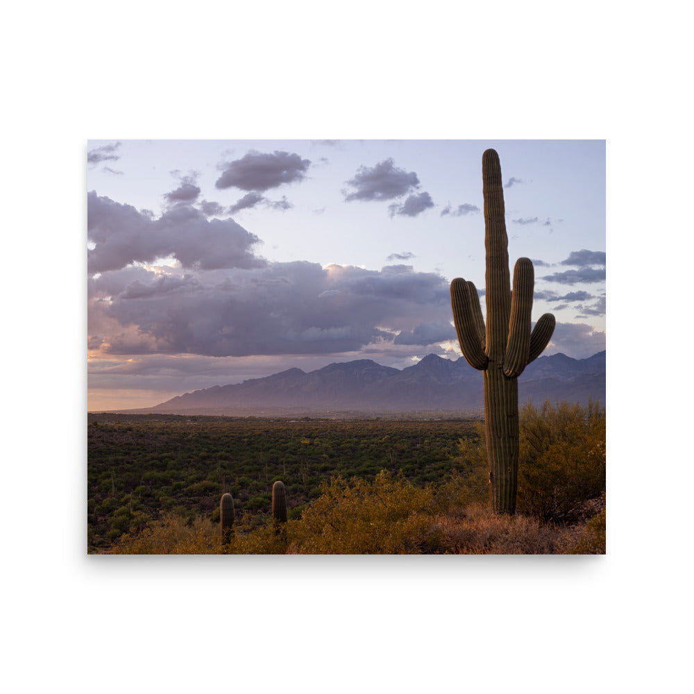 Saguaro Sunset Print