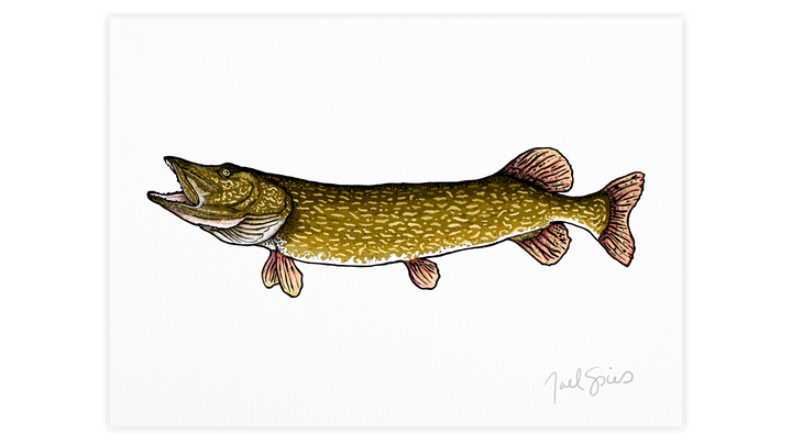 Northern Pike Print