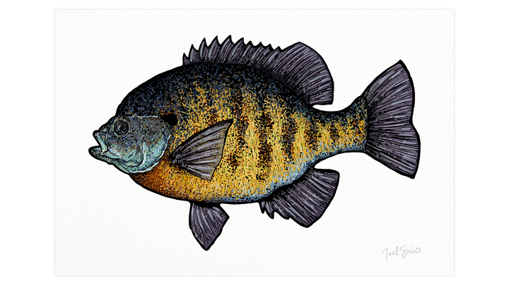 Bluegill Print