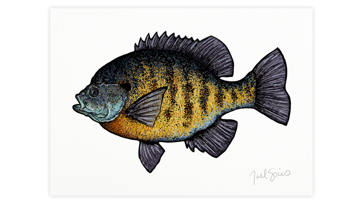 Bluegill Print