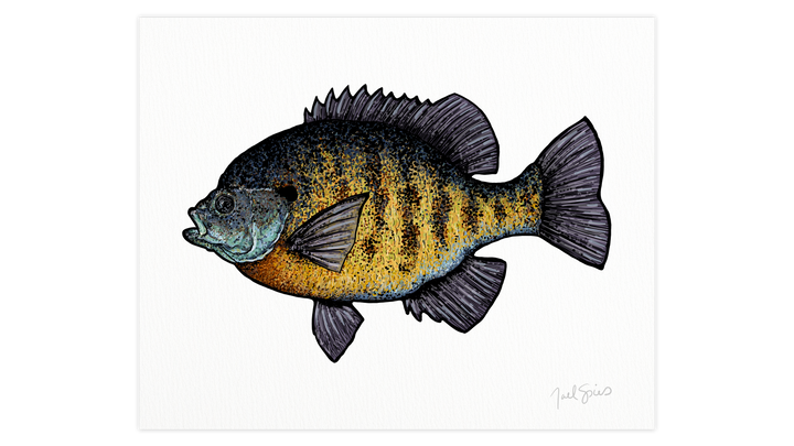 Bluegill Print