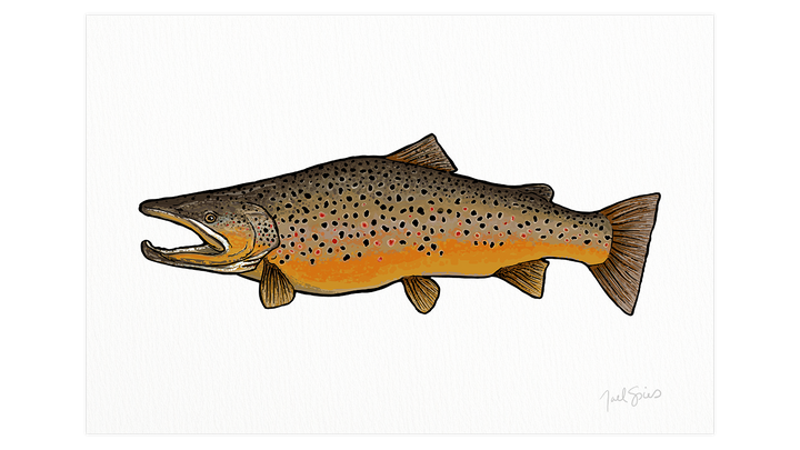 Brown Trout Print