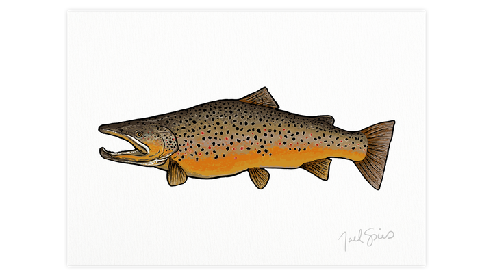 Brown Trout Print