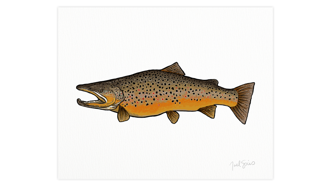 Brown Trout Print