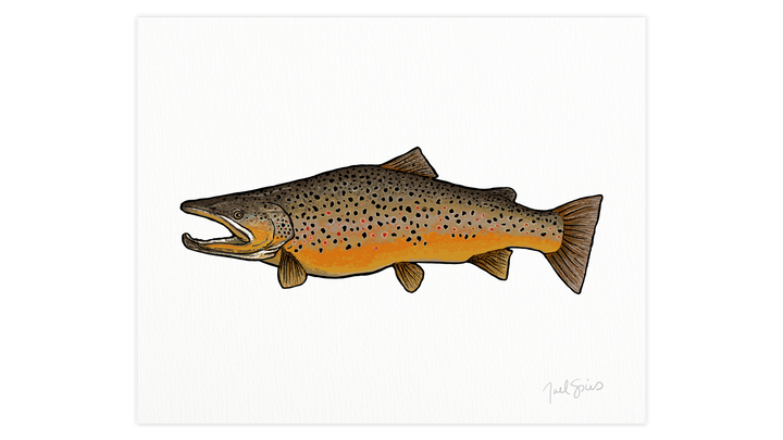 Brown Trout Print