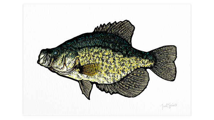 Crappie Print