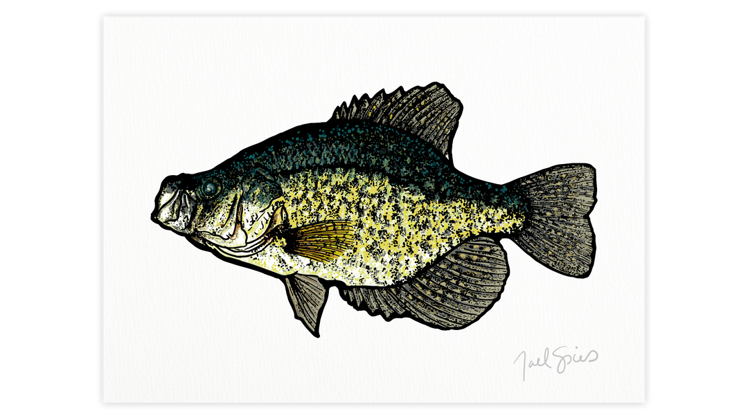 Crappie Print