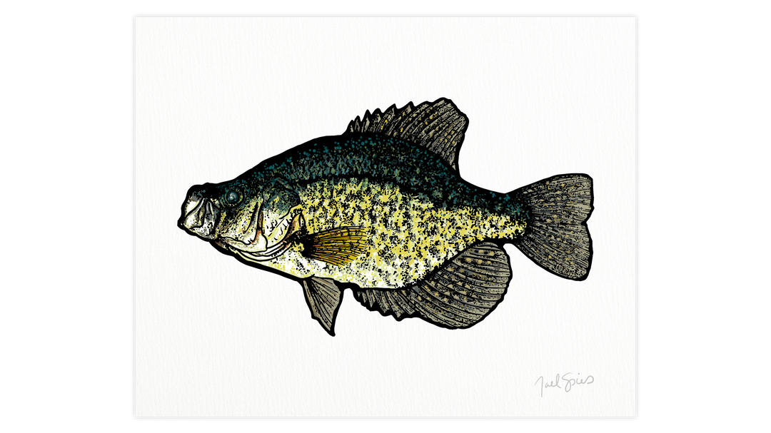 Crappie Print