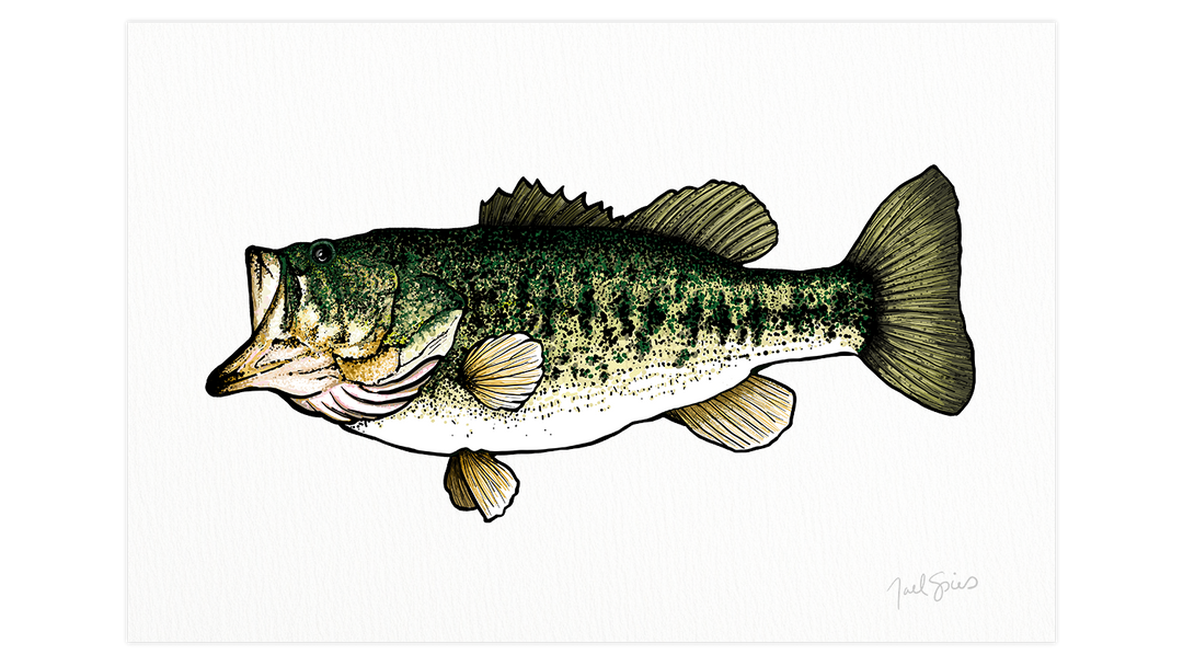 Largemouth Print