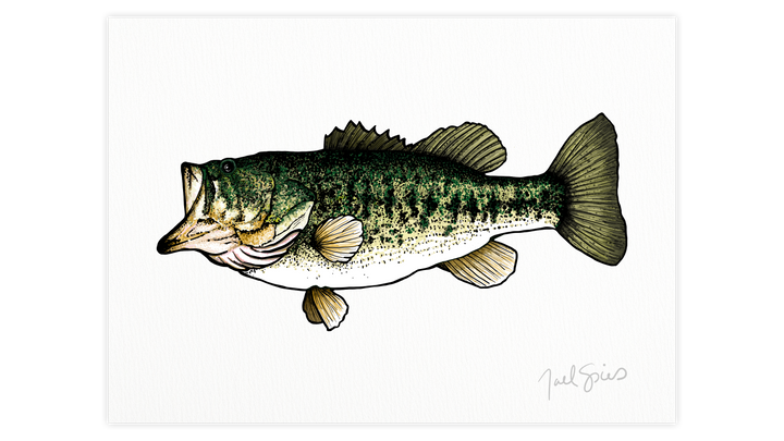 Largemouth Print