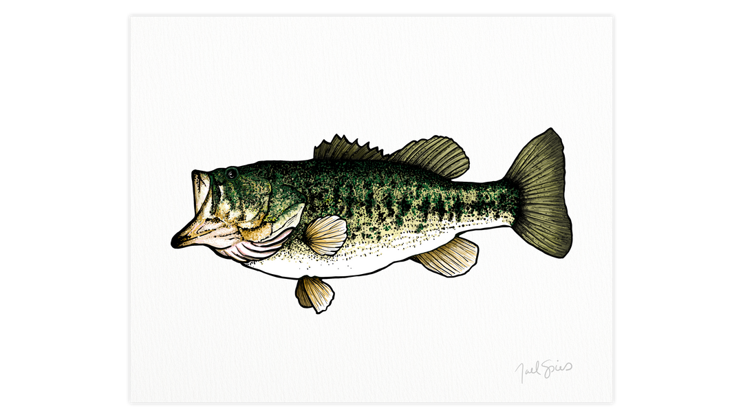 Largemouth Print