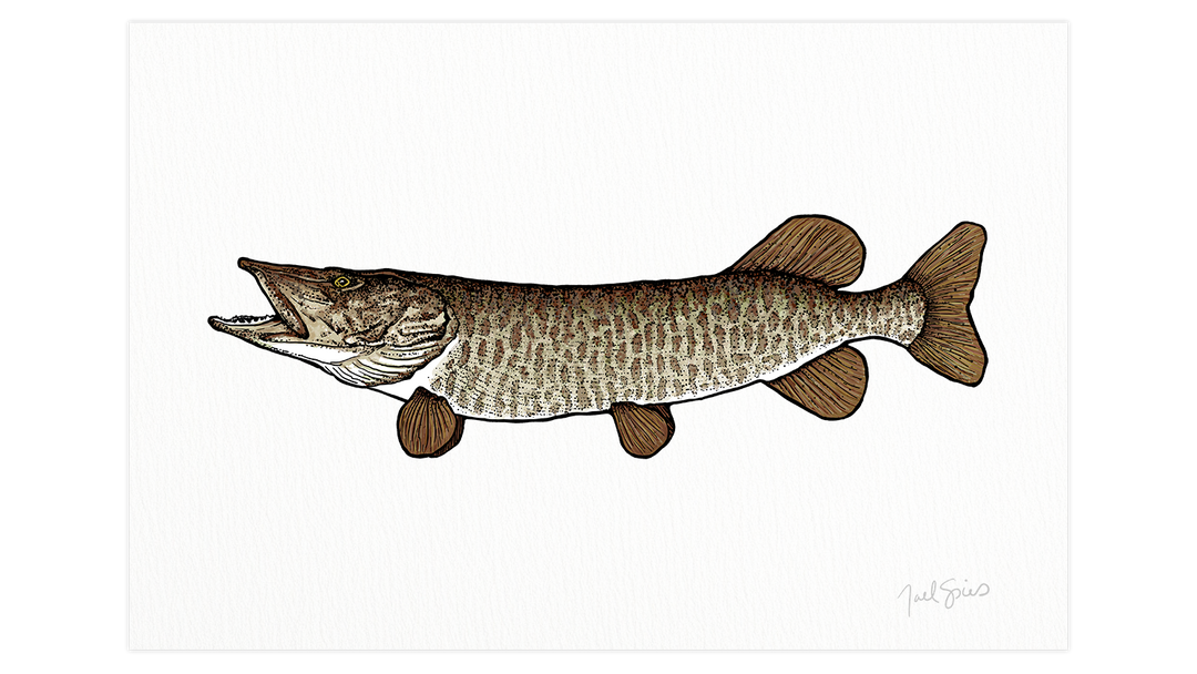 Musky Print