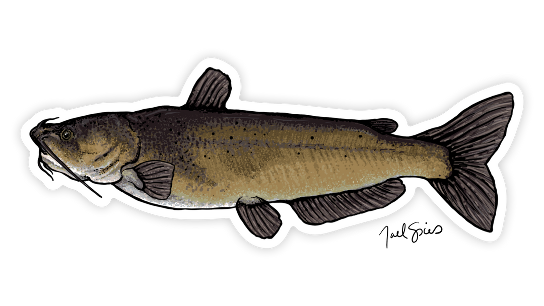 Channel Catfish Decal