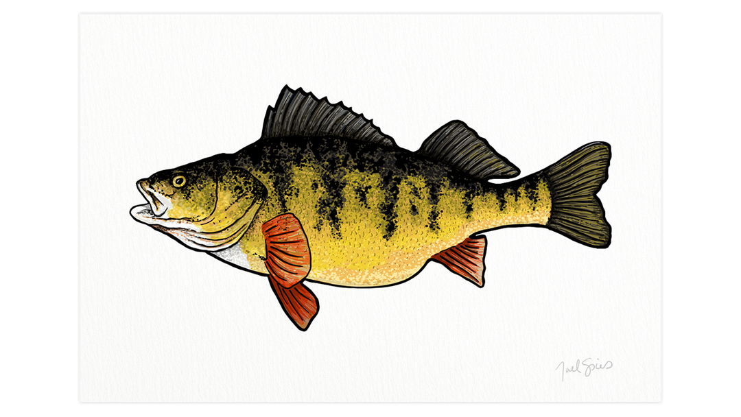 Perch Print