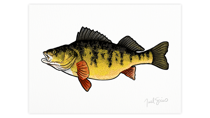 Perch Print