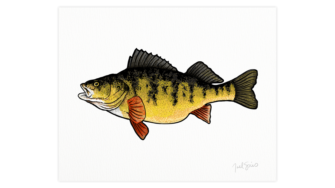 Perch Print