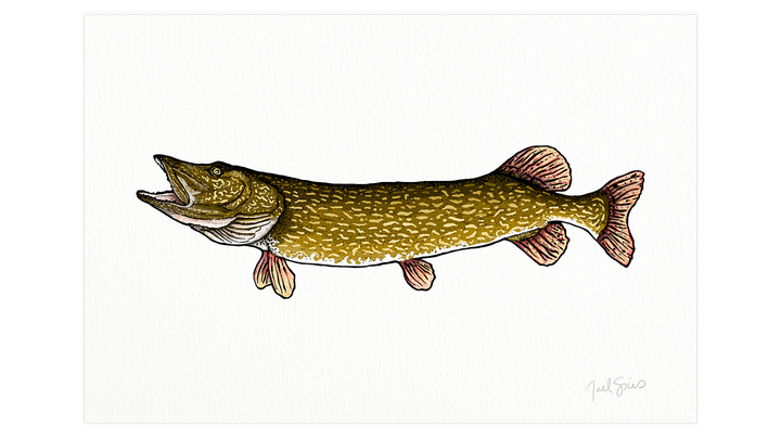 Northern Pike Print