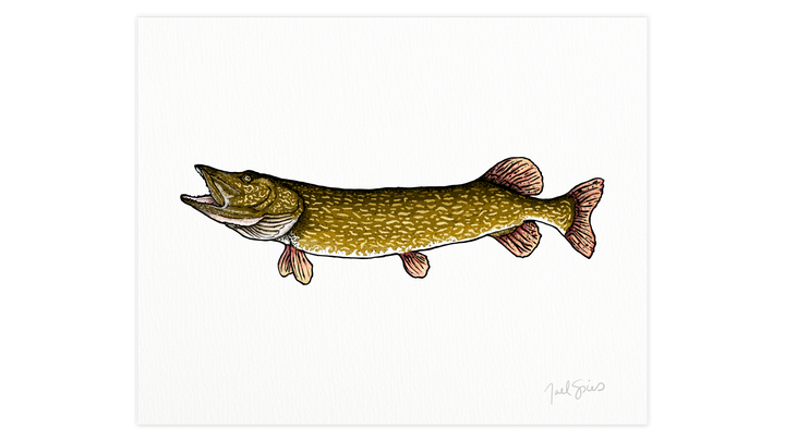 Northern Pike Print