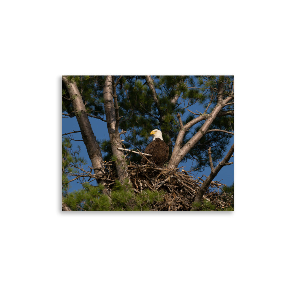 Eagle in Nest Print