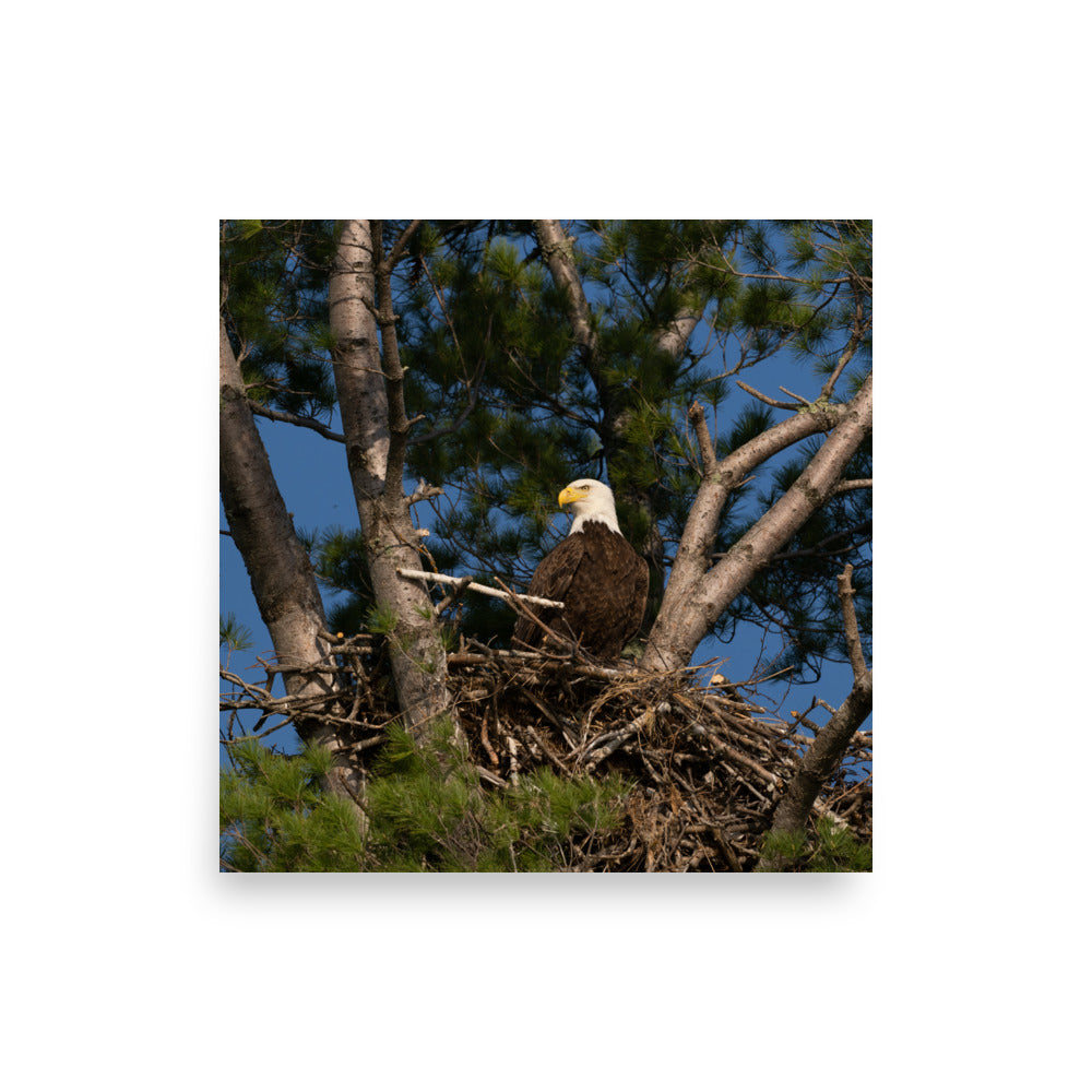 Eagle in Nest Print