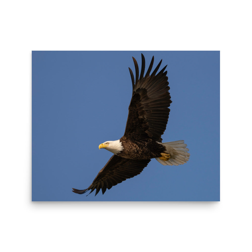 Eagle in Flight Print