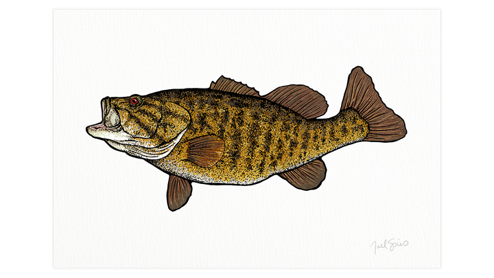 Smallmouth Print