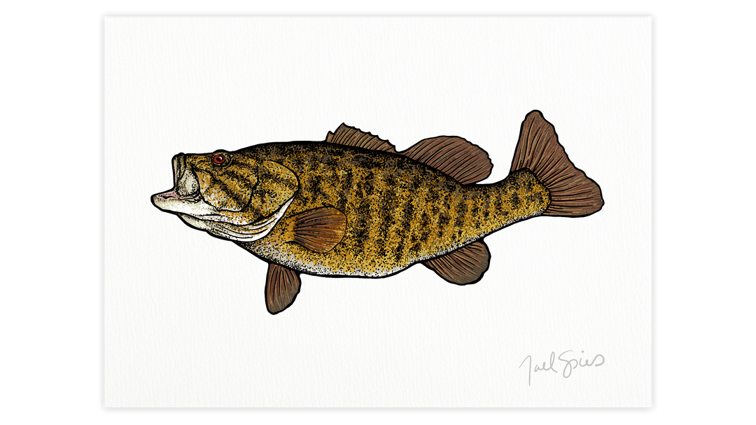 Smallmouth Print