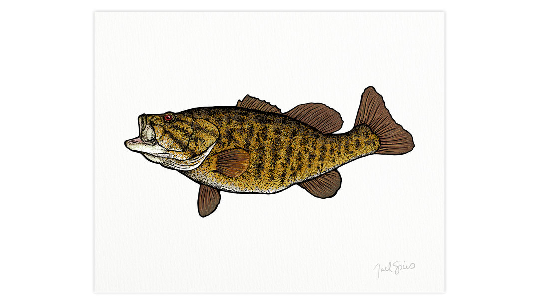 Smallmouth Print