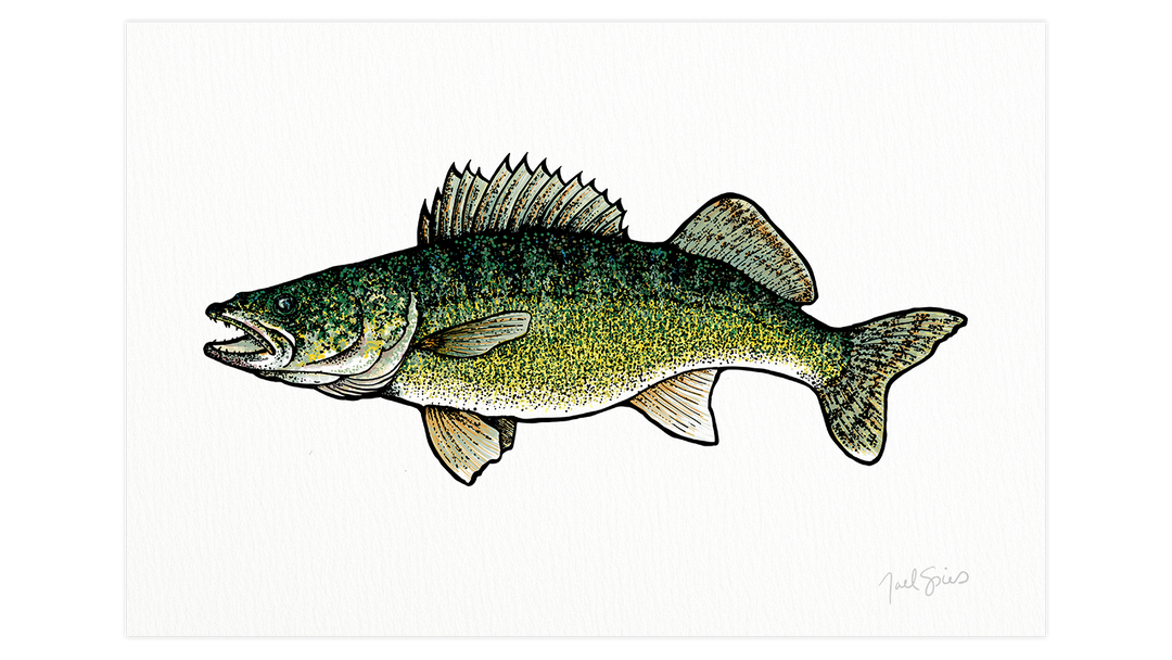 Walleye Print