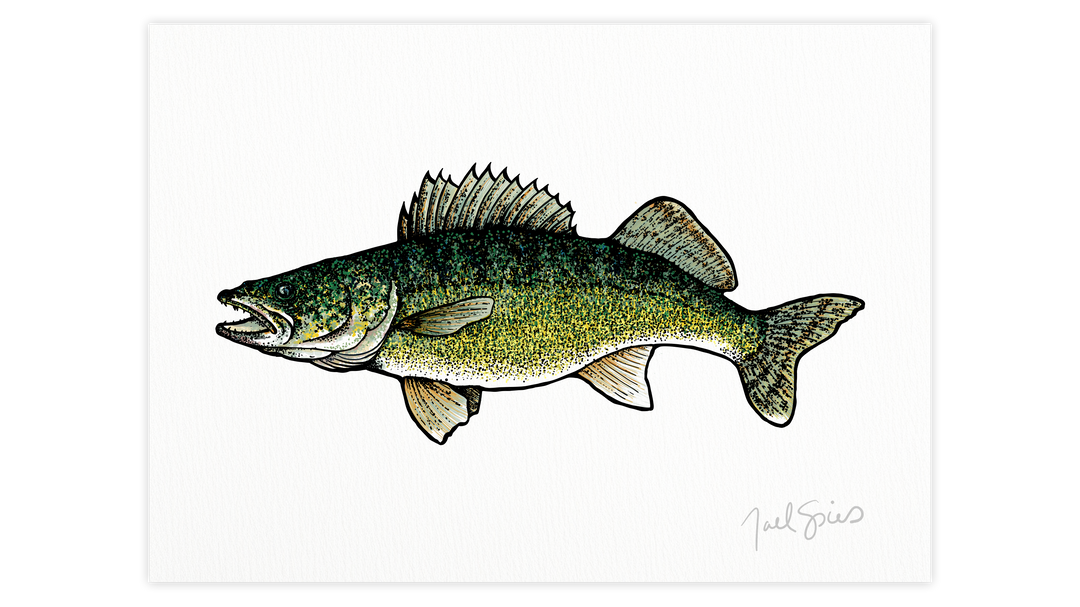 Walleye Print