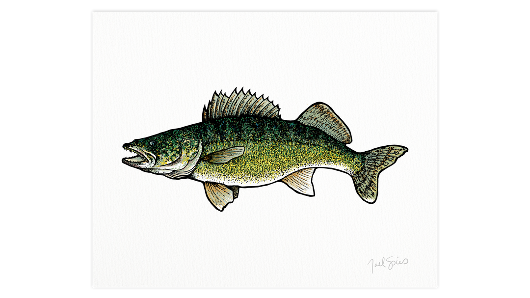 Walleye Print